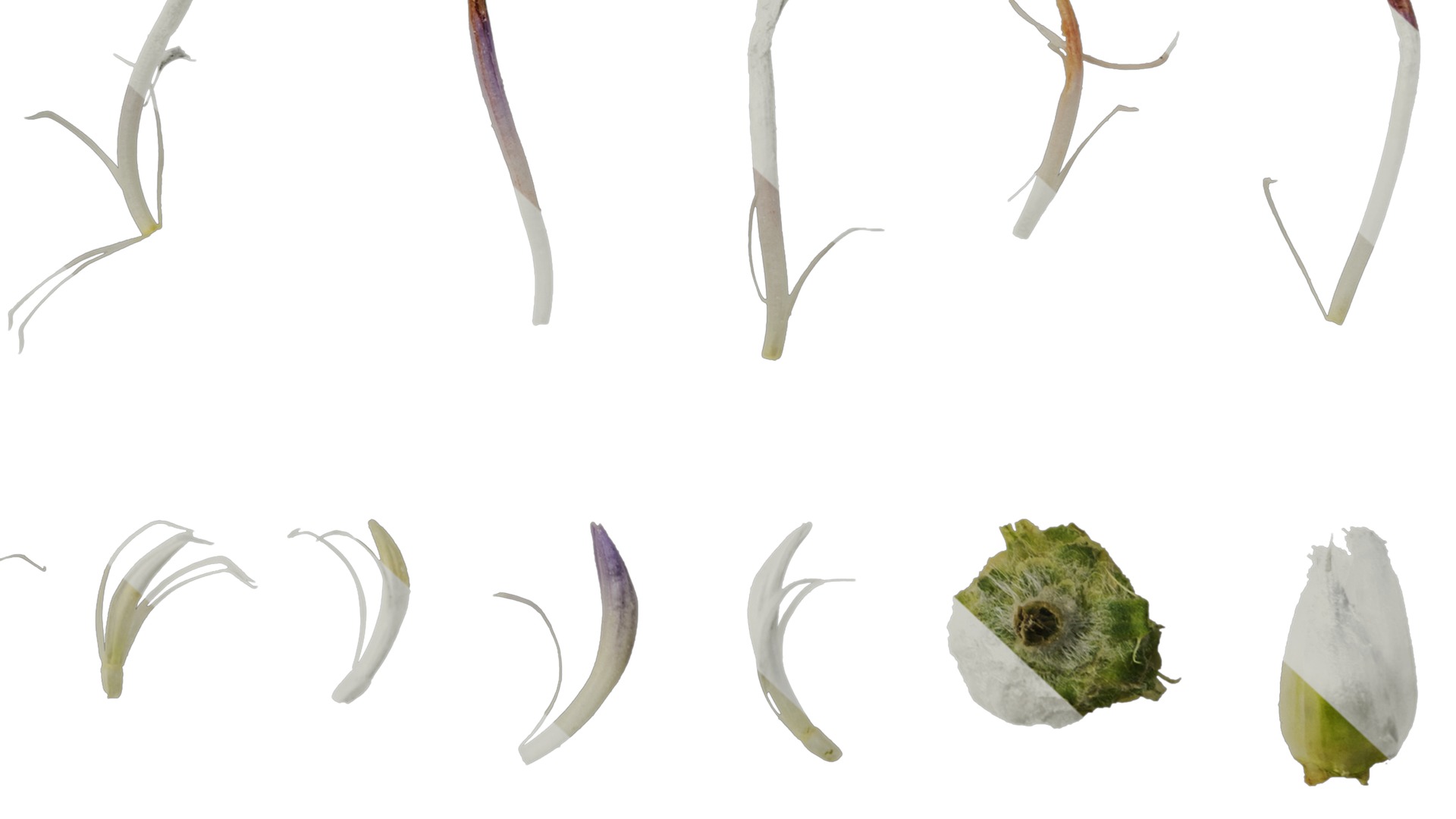 Anydrafts Centaurea cyanus blue diadem Flower 01 Texture_6