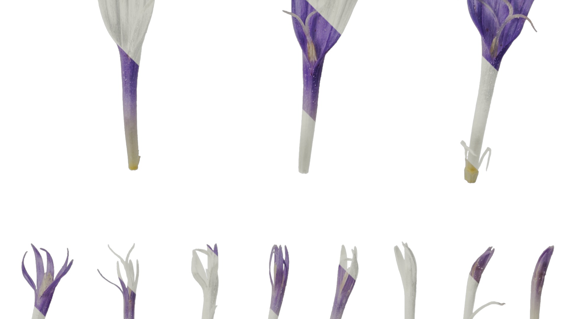 Anydrafts Centaurea cyanus blue diadem Flower 01 Texture_2