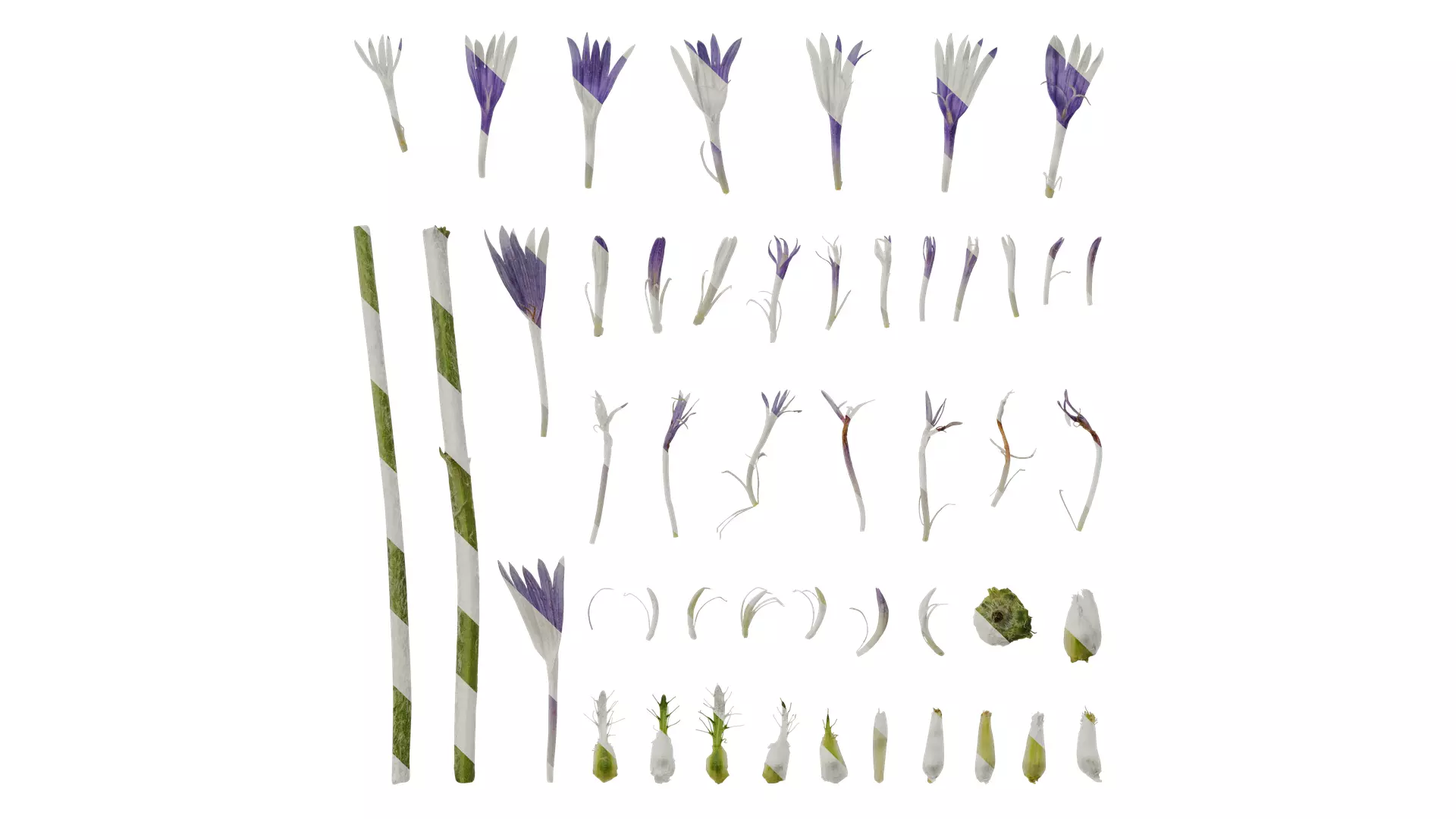 Anydrafts Centaurea cyanus blue diadem Flower 01 Texture_0