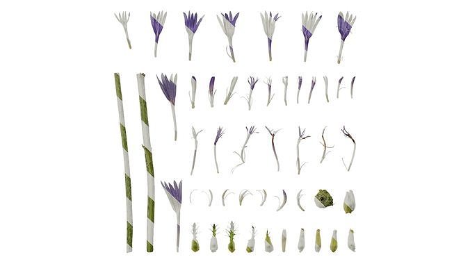 Anydrafts Centaurea cyanus blue diadem Flower 01 Texture