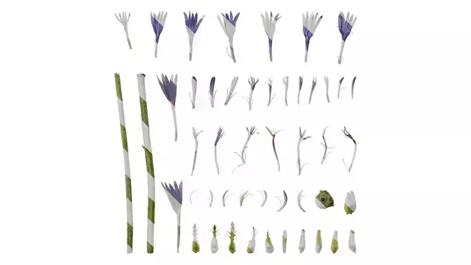 Anydrafts Centaurea cyanus blue diadem Flower 01