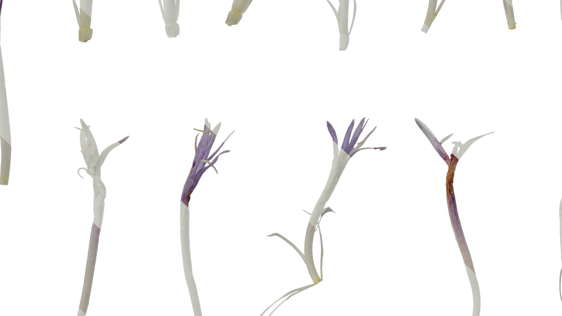 Anydrafts Centaurea cyanus blue diadem Flower 01 Texture_7