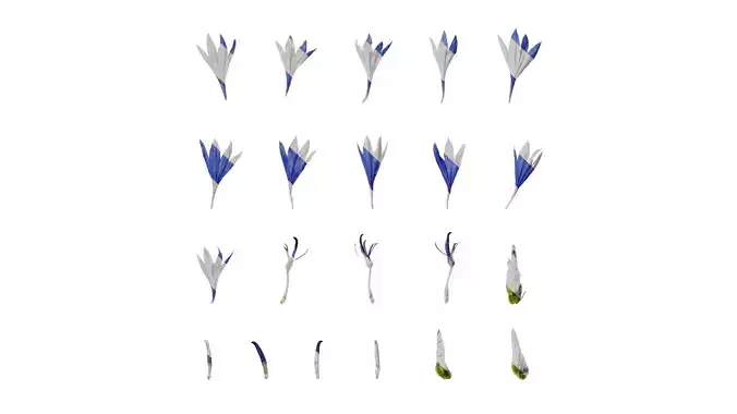 Anydrafts Centaurea cyanus blue diadem Flower 03 Texture