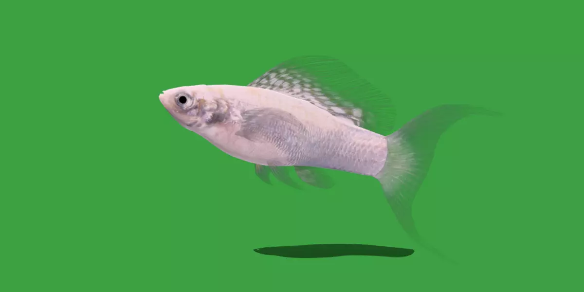 Molly Silver Lyretail Fish Low-poly 3D model