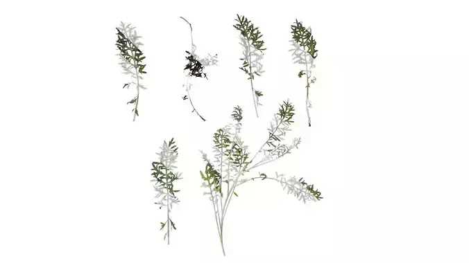 Anydrafts Centaurea gymnocarpa Atlas 02