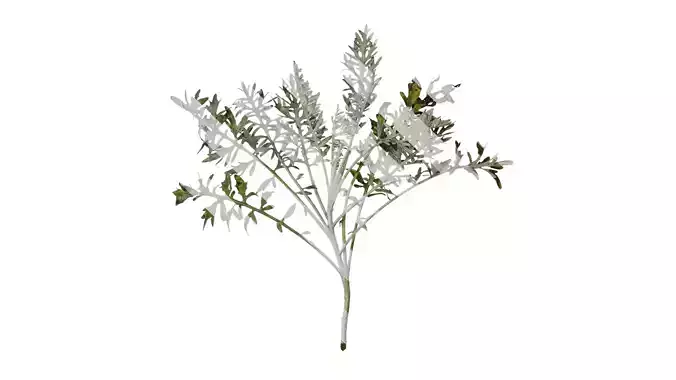 Anydrafts Centaurea gymnocarpa Atlas 03