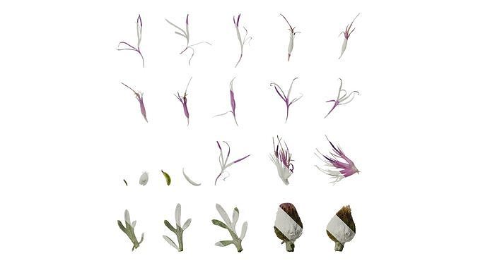 Anydrafts Centaurea gymnocarpa Atlas 04 Texture