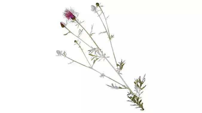 Anydrafts Centaurea gymnocarpa Atlas 05