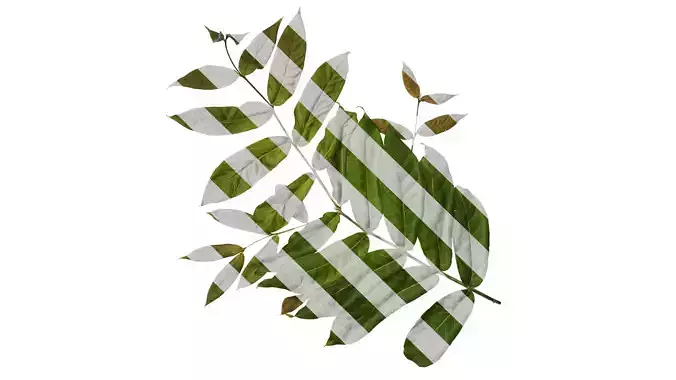 Anydrafts Bretschneidera sinensis Atlas 01