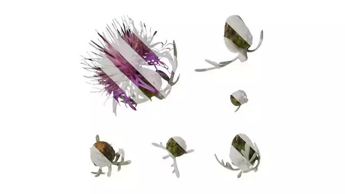 Anydrafts Centaurea gymnocarpa Flower 01