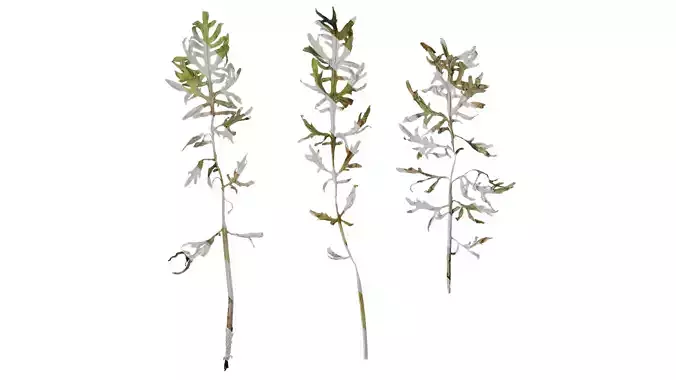 Anydrafts Centaurea gymnocarpa Leaf 01