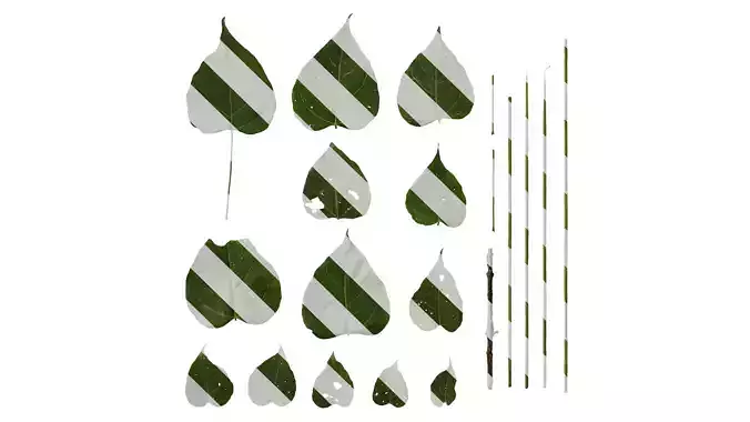 Anydrafts Catalpa ovata Leaf 01