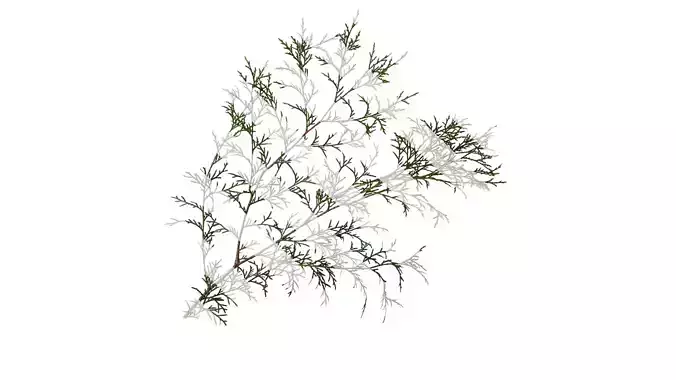 Anydrafts Chamaecyparis pisifera Atlas 11