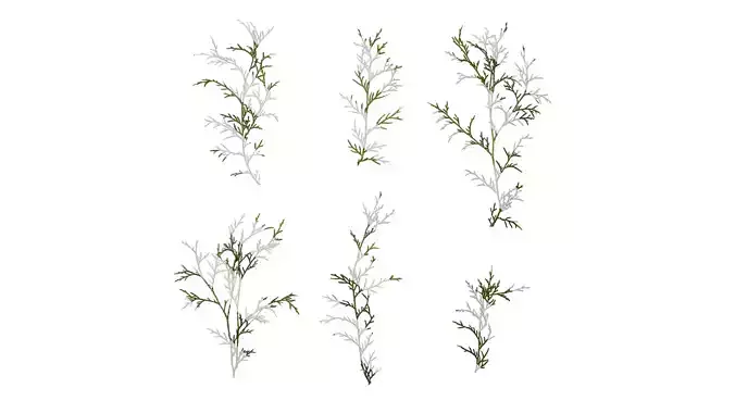 Anydrafts Chamaecyparis pisifera Atlas 13