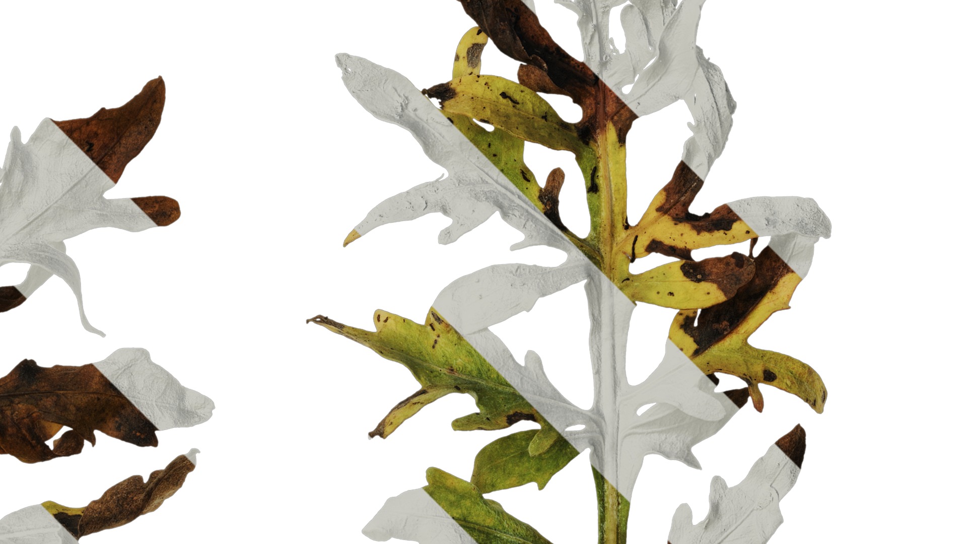 Anydrafts Centaurea gymnocarpa Leaf 03 F Texture_2