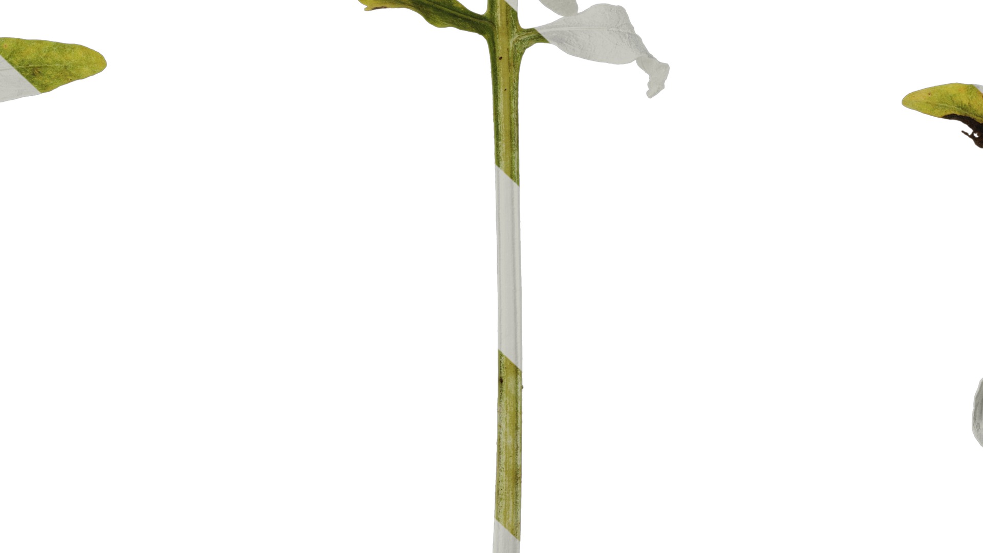 Anydrafts Centaurea gymnocarpa Leaf 03 F Texture_7