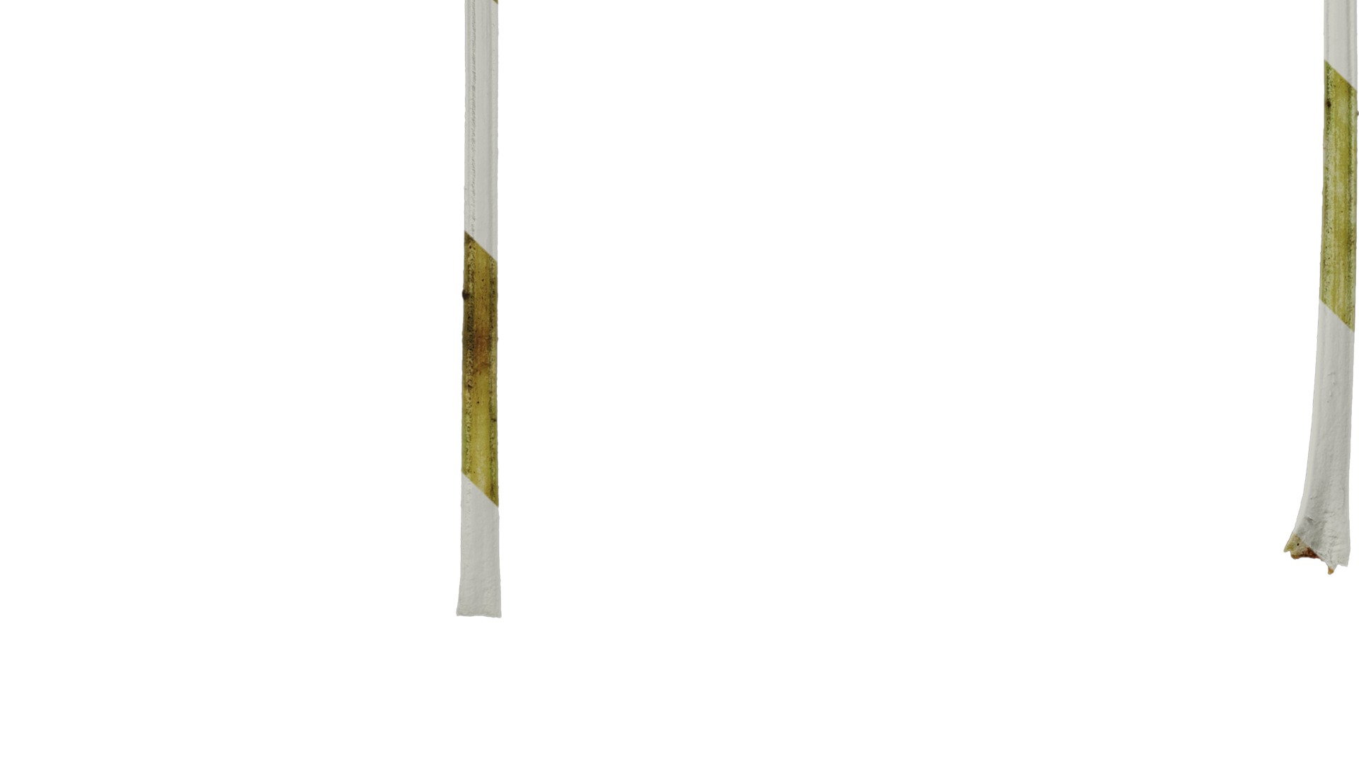 Anydrafts Centaurea gymnocarpa Leaf 03 F Texture_5