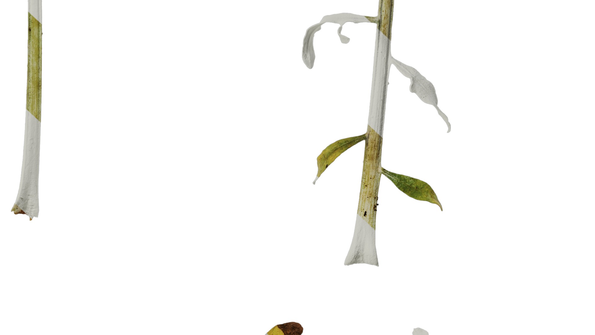 Anydrafts Centaurea gymnocarpa Leaf 03 F Texture_6