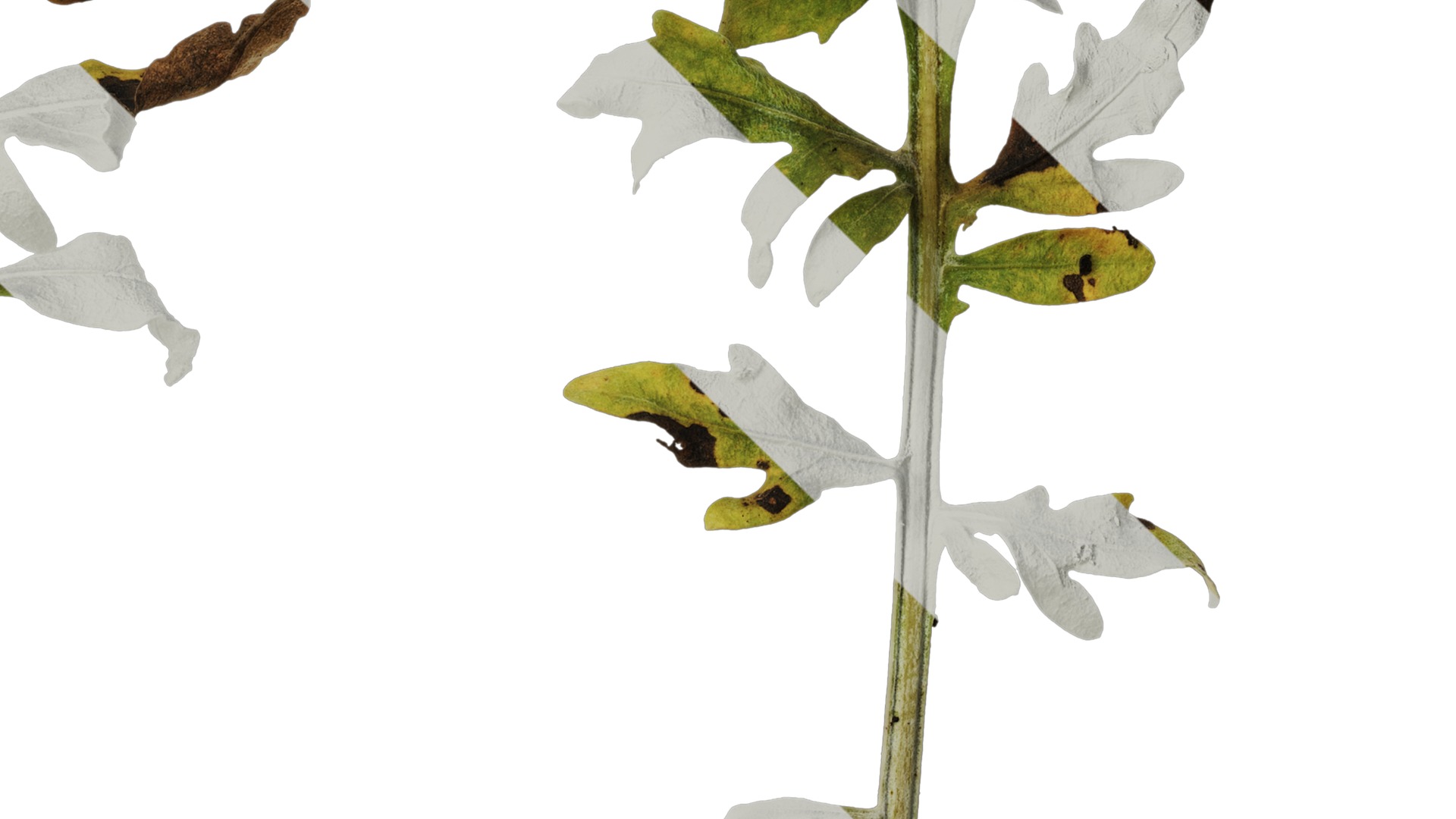 Anydrafts Centaurea gymnocarpa Leaf 03 F Texture_4