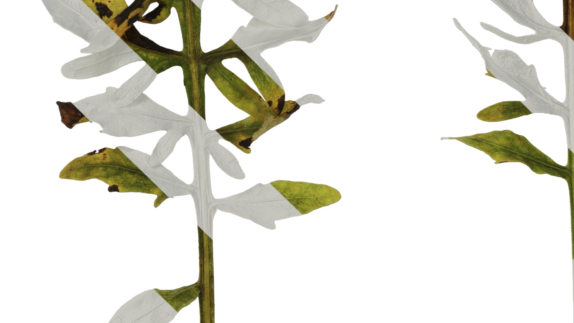 Anydrafts Centaurea gymnocarpa Leaf 03 F Texture_3