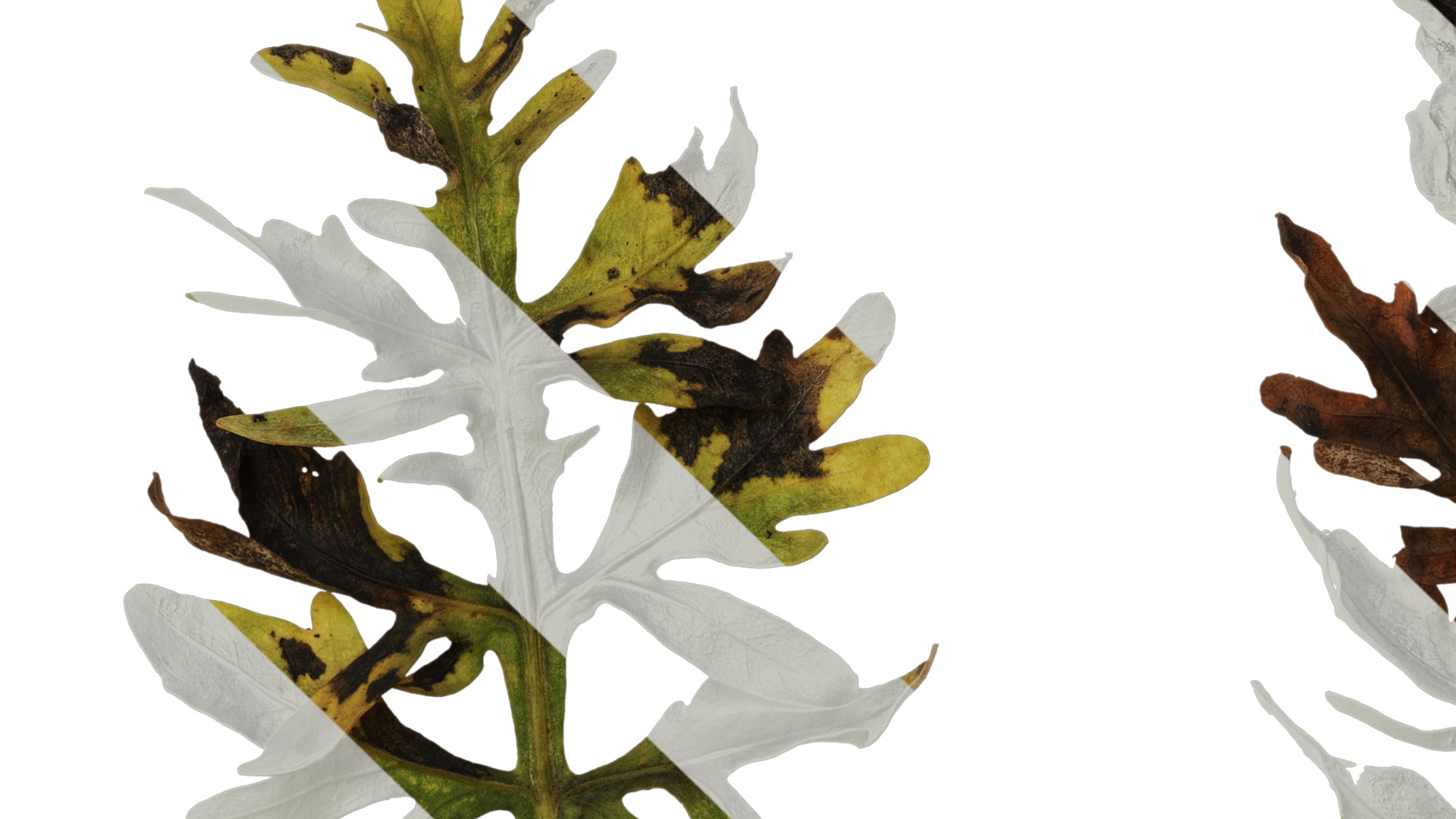 Anydrafts Centaurea gymnocarpa Leaf 03 F Texture_1