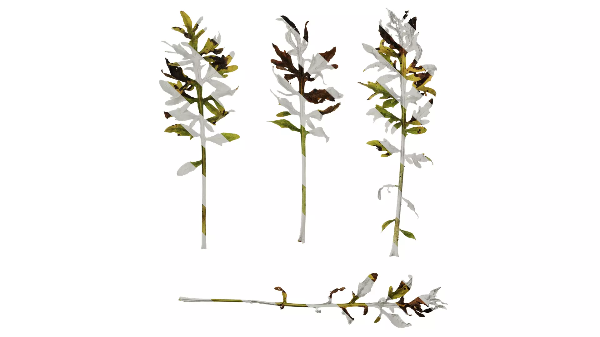 Anydrafts Centaurea gymnocarpa Leaf 03 F Texture_0