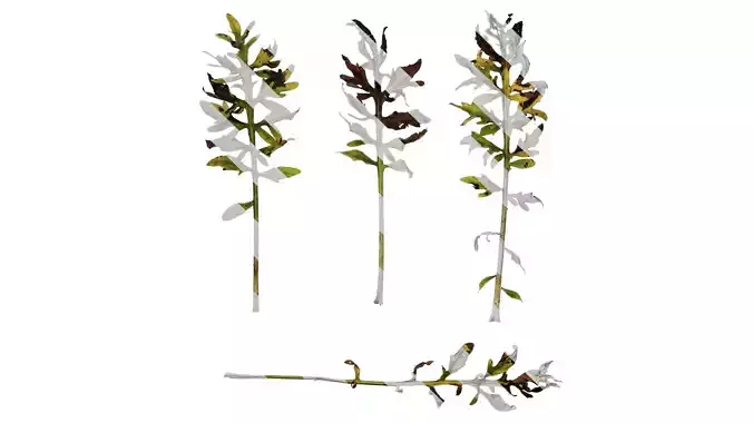 Anydrafts Centaurea gymnocarpa Leaf 03 F