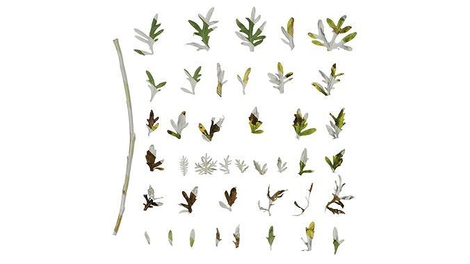 Anydrafts Centaurea gymnocarpa Leaf 07 Texture