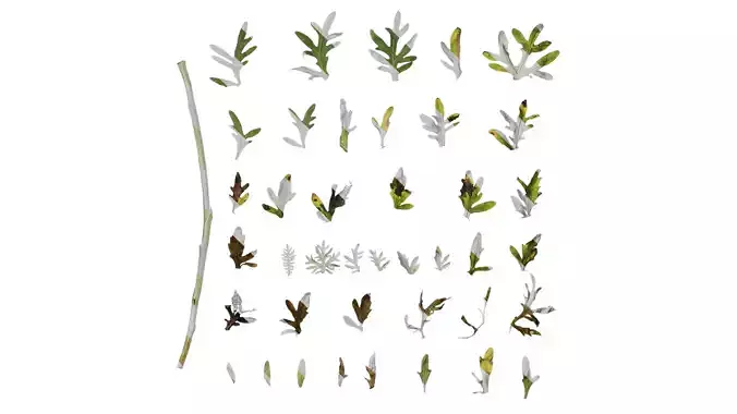 Anydrafts Centaurea gymnocarpa Leaf 07