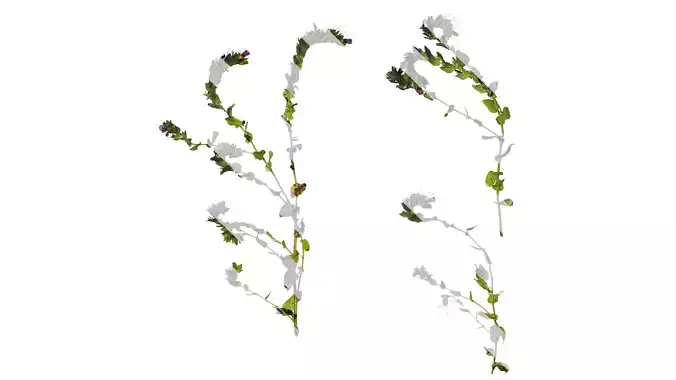 Anydrafts Cerinthe major Atlas 01