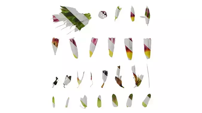 Anydrafts Cerinthe major Atlas 02