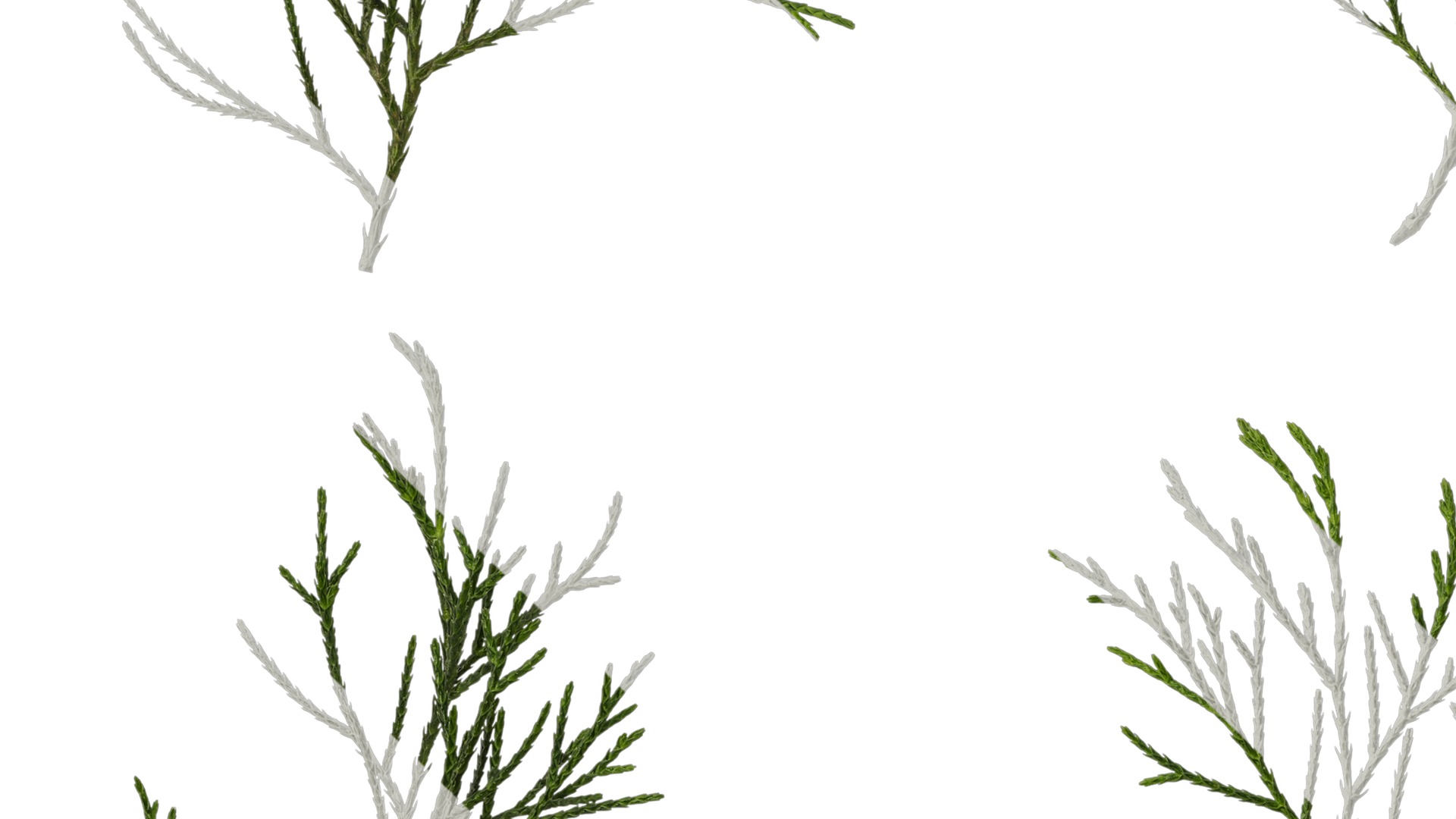 Anydrafts Chamaecyparis pisifera Atlas 17 Texture_3