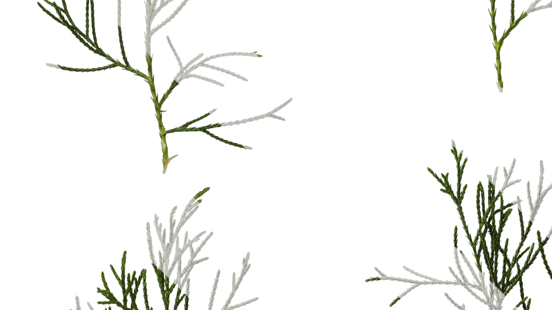 Anydrafts Chamaecyparis pisifera Atlas 17 Texture_5