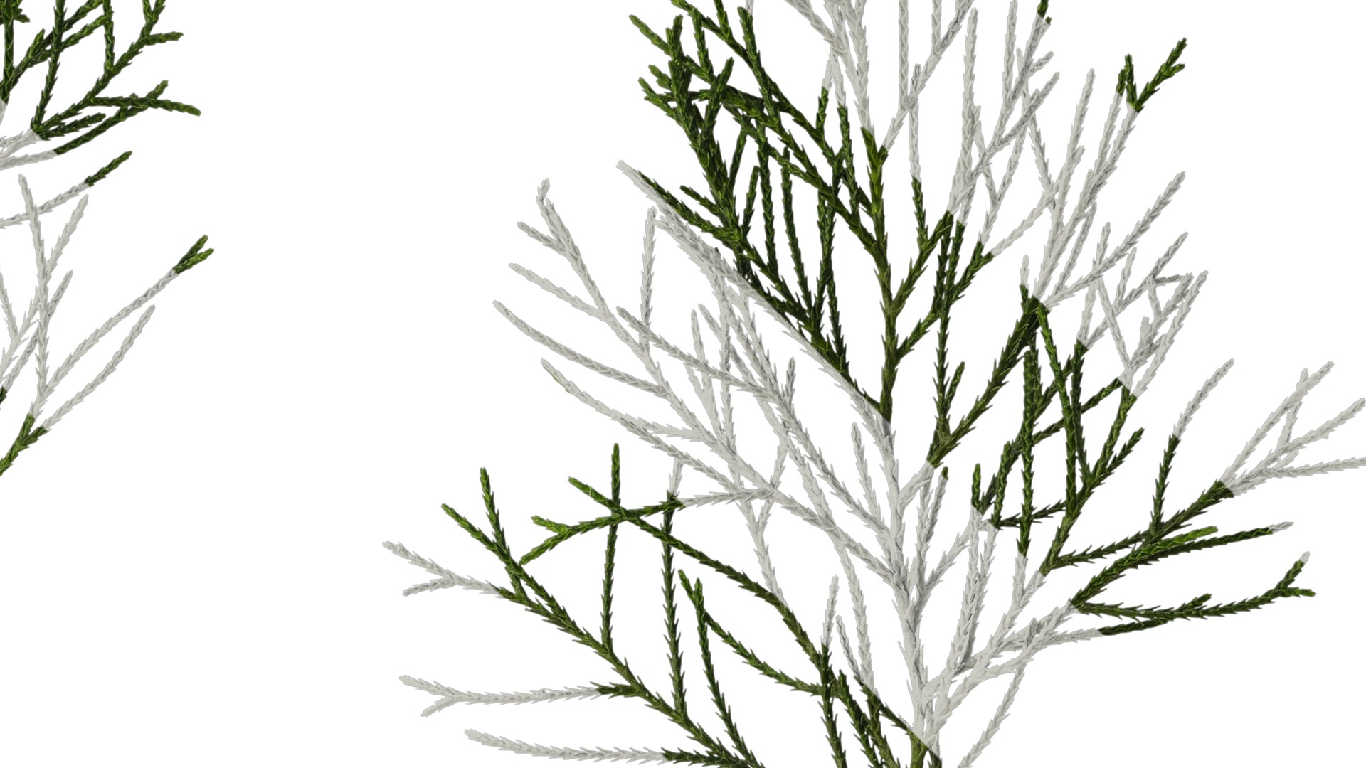 Anydrafts Chamaecyparis pisifera Atlas 17 Texture_2