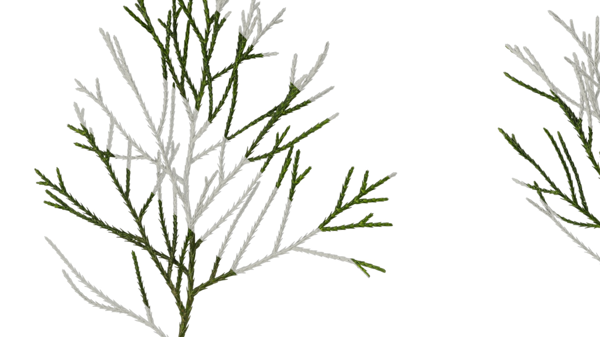 Anydrafts Chamaecyparis pisifera Atlas 17 Texture_1