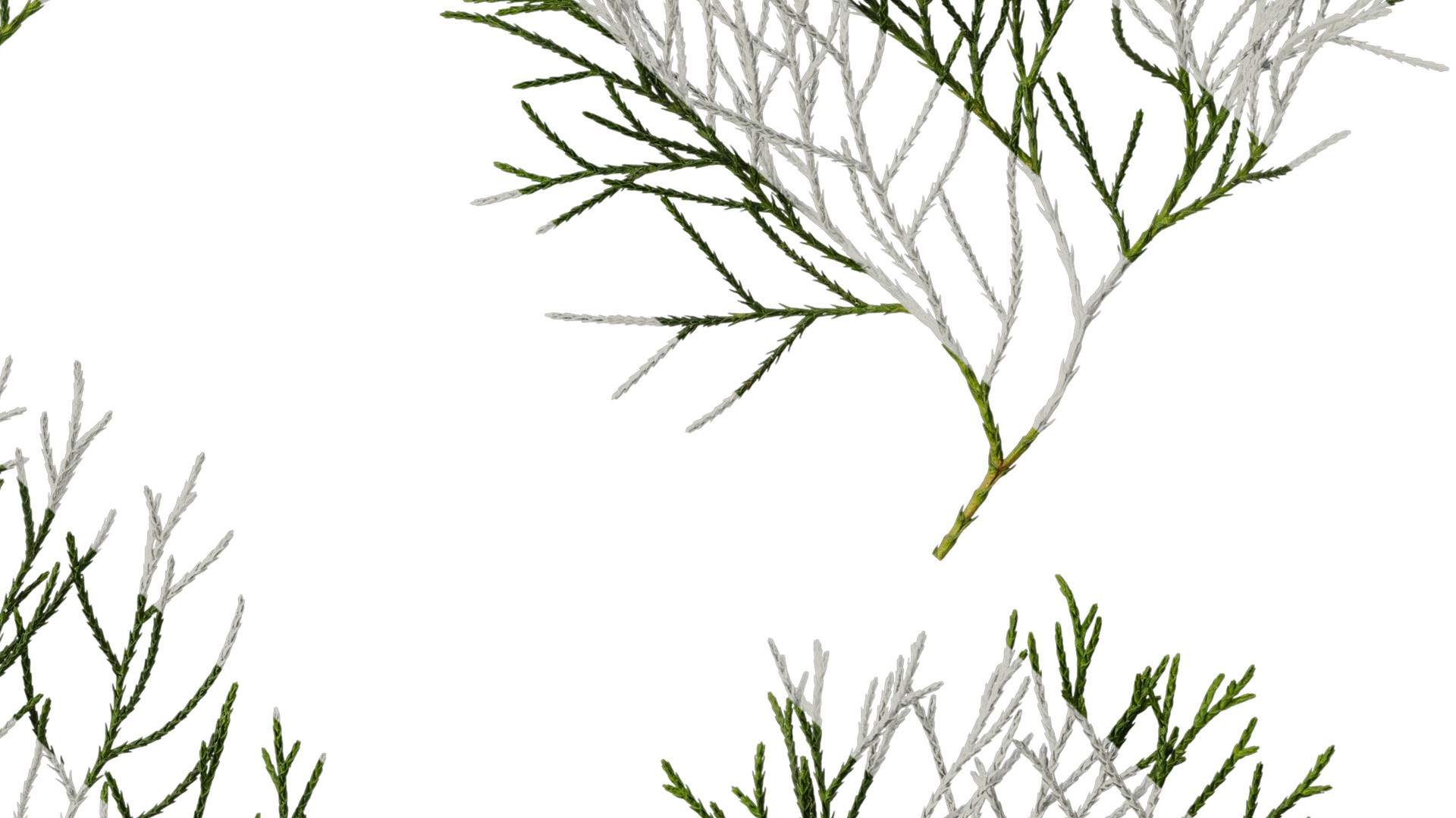 Anydrafts Chamaecyparis pisifera Atlas 17 Texture_6