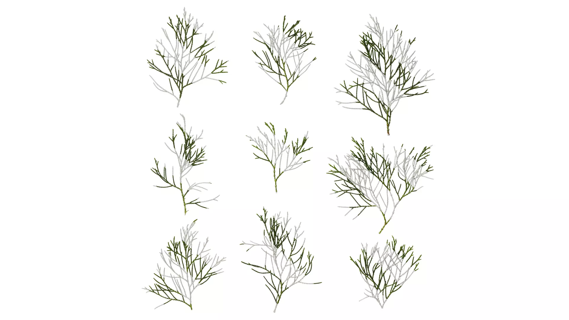 Anydrafts Chamaecyparis pisifera Atlas 17 Texture_0