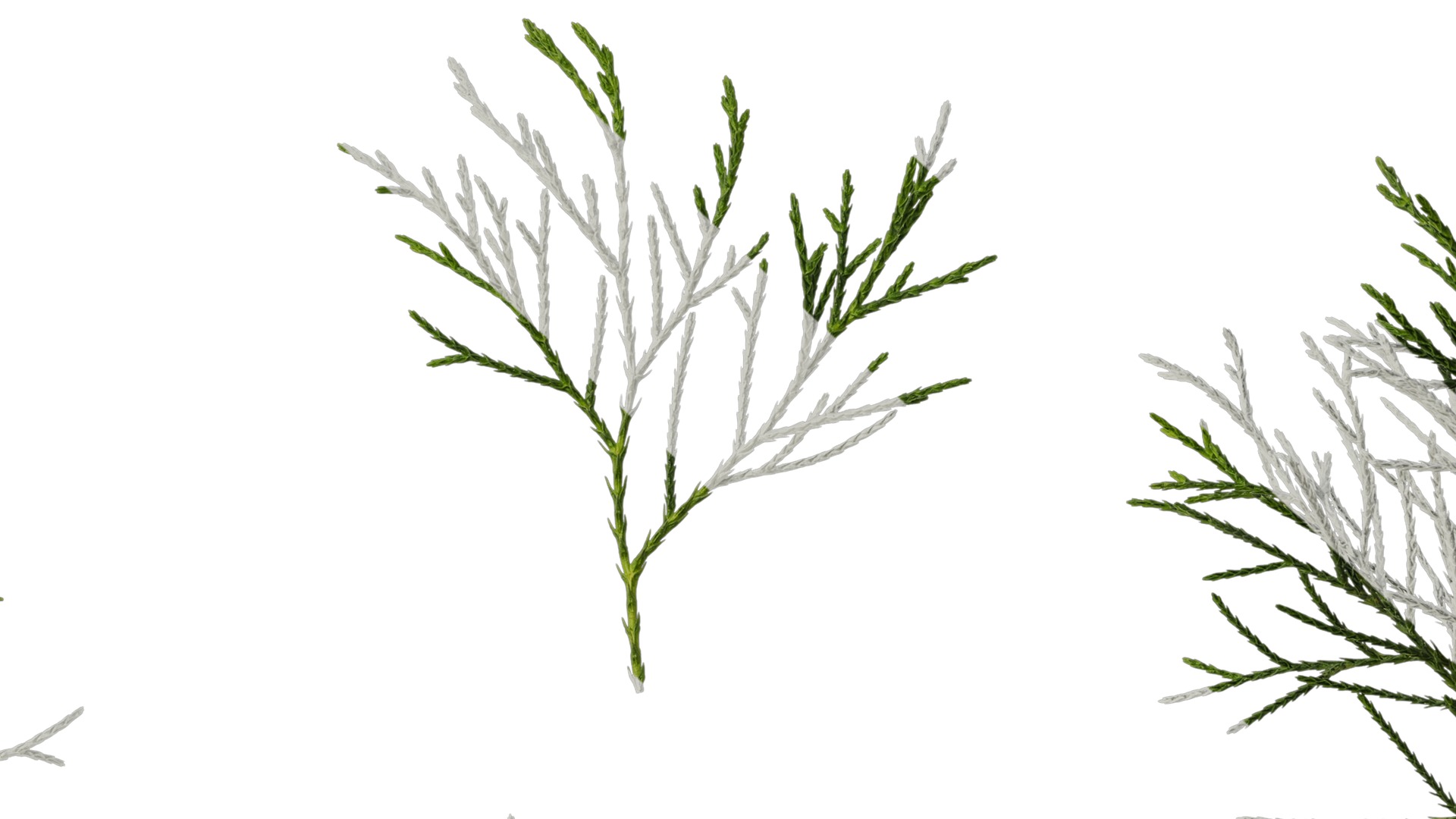 Anydrafts Chamaecyparis pisifera Atlas 17 Texture_7