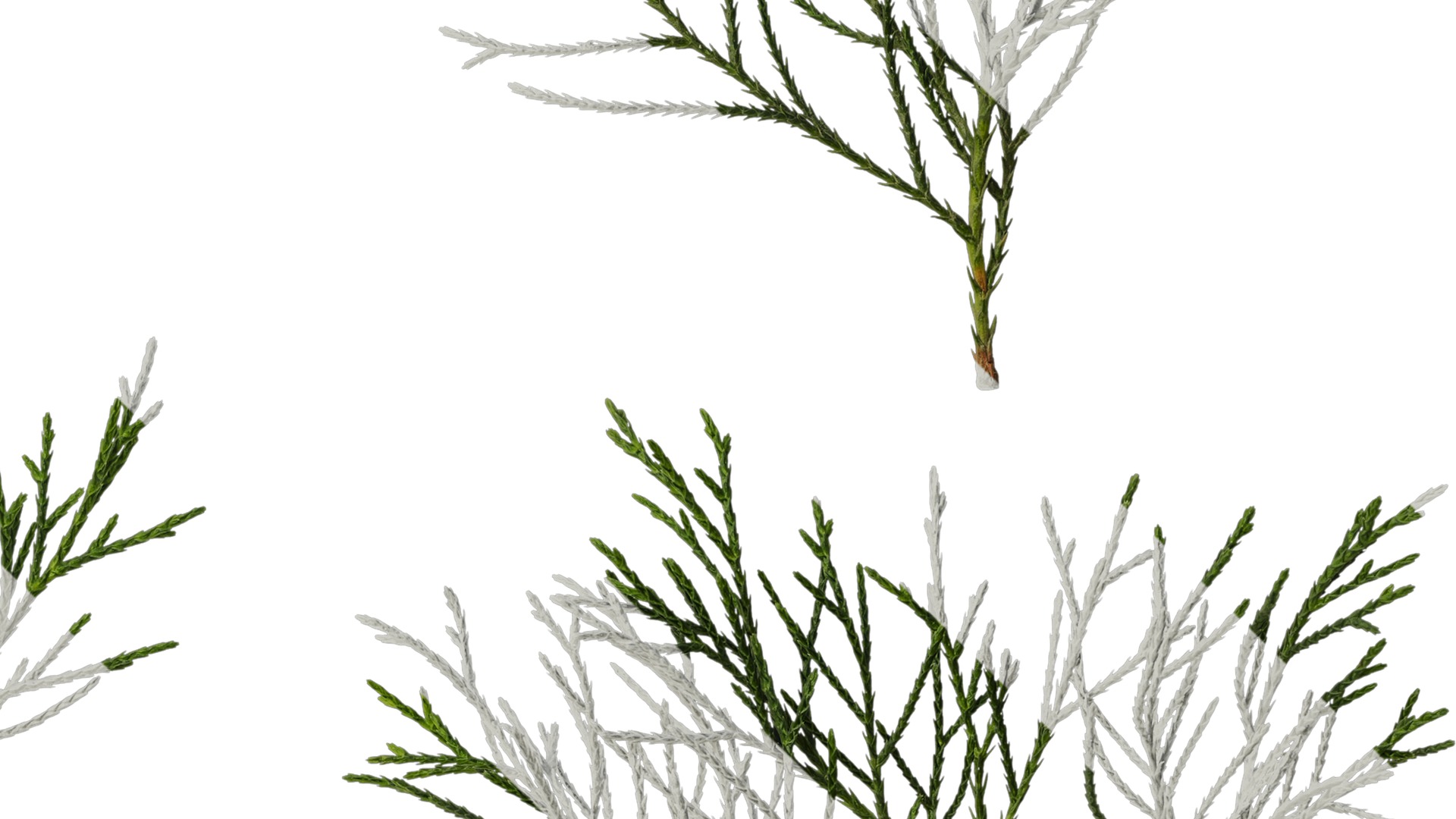 Anydrafts Chamaecyparis pisifera Atlas 17 Texture_4