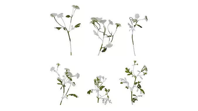 Anydrafts Chamaemelum nobile flore plena Atlas 01