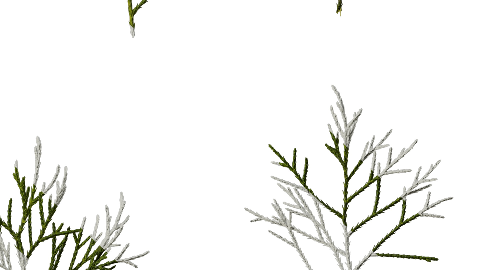 Anydrafts Chamaecyparis pisifera Atlas 18 Texture_6