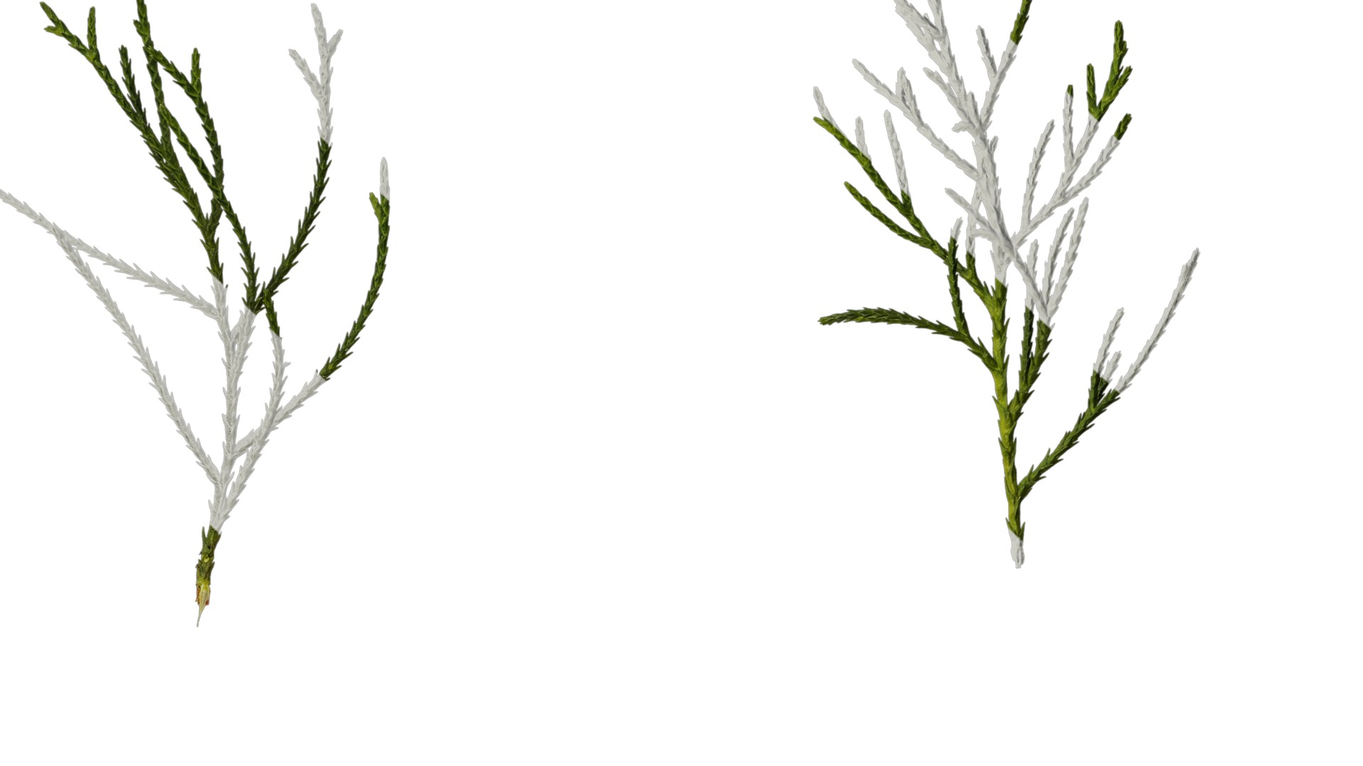 Anydrafts Chamaecyparis pisifera Atlas 18 Texture_7