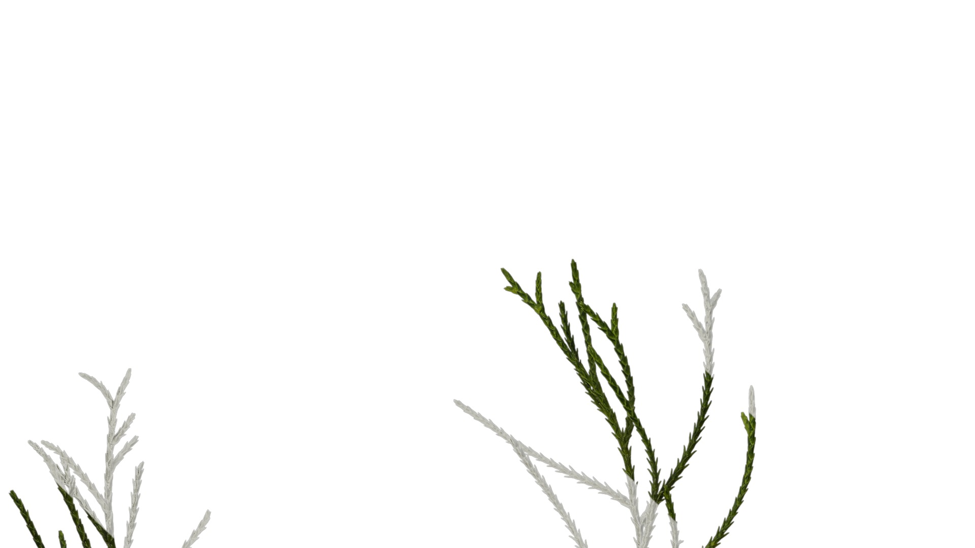 Anydrafts Chamaecyparis pisifera Atlas 18 Texture_3