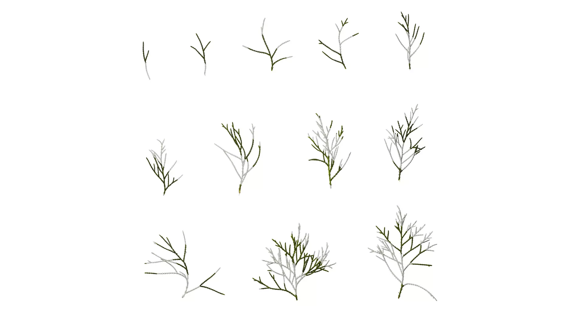 Anydrafts Chamaecyparis pisifera Atlas 18 Texture_0