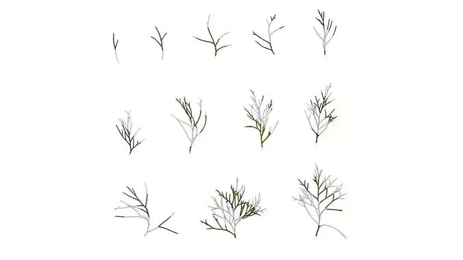 Anydrafts Chamaecyparis pisifera Atlas 18