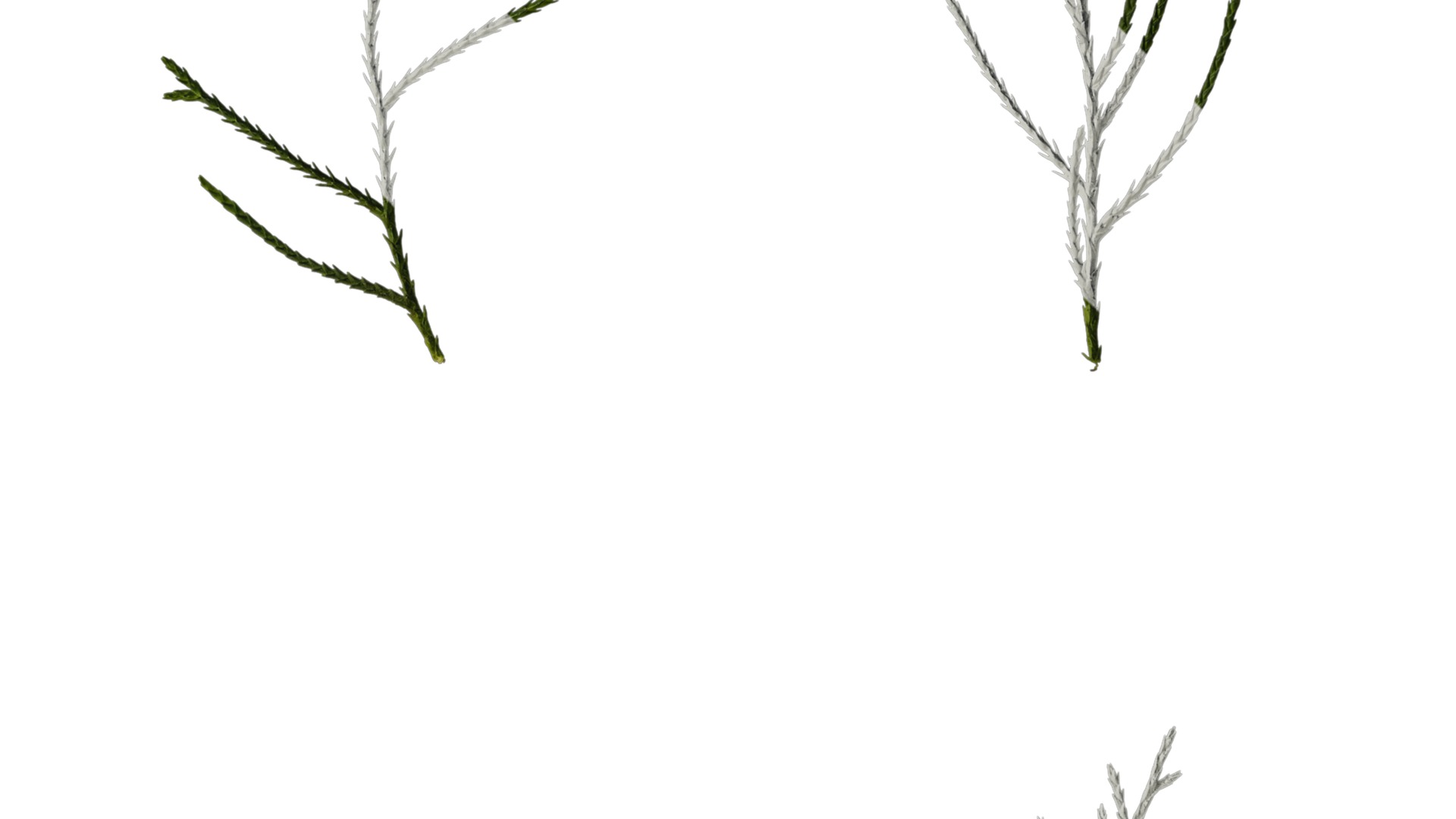 Anydrafts Chamaecyparis pisifera Atlas 18 Texture_2