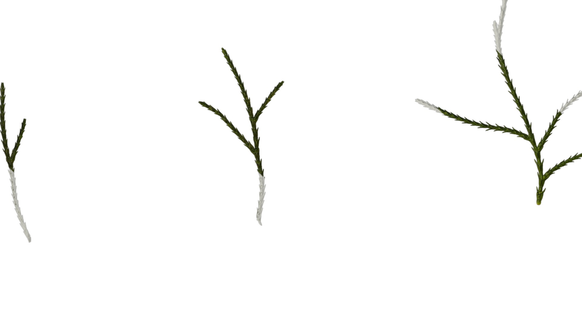 Anydrafts Chamaecyparis pisifera Atlas 18 Texture_1