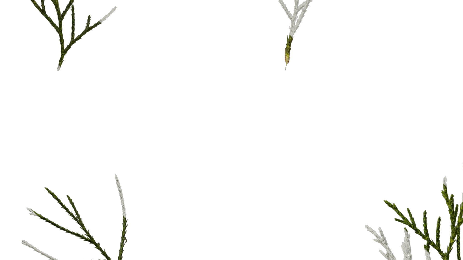 Anydrafts Chamaecyparis pisifera Atlas 18 Texture_5