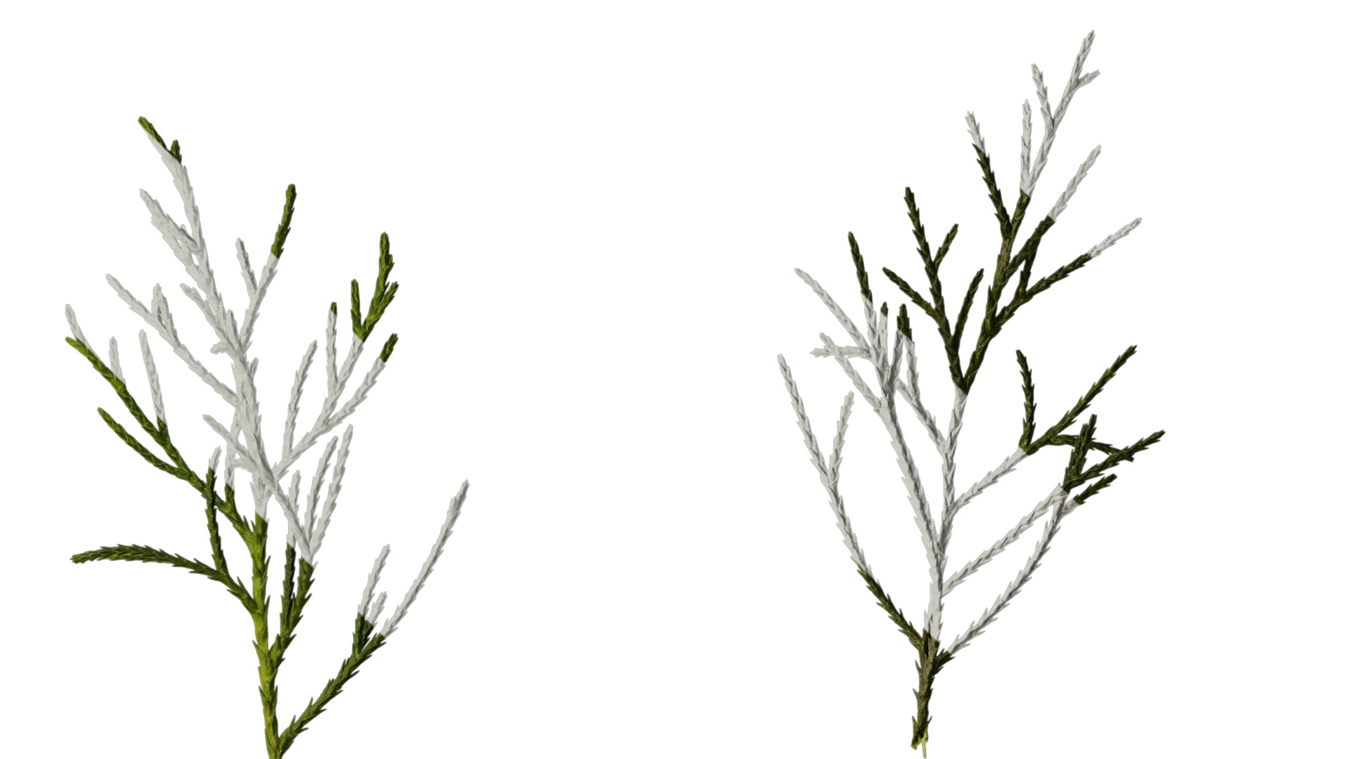 Anydrafts Chamaecyparis pisifera Atlas 18 Texture_4