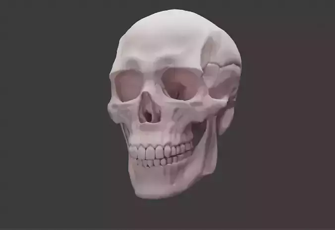 Human skull Low-poly 3D model